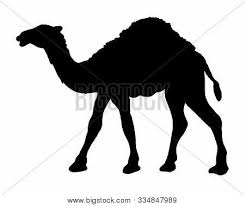 Choose from 30+ camel cartoon graphic resources and download in the form of png, eps, ai or psd. Camel Cartoon In Black And White Images Illustrations Vectors Free Bigstock
