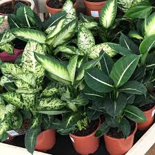 Dieffenbachia At My New Works The Green Magic Is So Nice In Person I Want It So Bad In Other News I Now Work For The Uk S Green Magic Plants Indoor