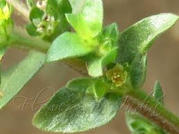 Image result for Vahlia