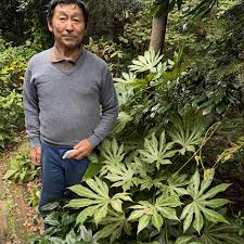 Image result for Terminalia neotaliala