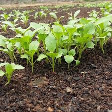 Selada dan sawi akan tumbuh dan bisa dipanen jika sudah berumur 30 hari. 6 Langkah Mudah Cara Menanam Sawi Hijau Sahabat Tani