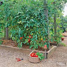 In urban and suburban areas where natural habitats are limited, this may be all it takes to keep your garden rabbit free. How To Keep Rabbits From Eating Your Plants Better Homes Gardens