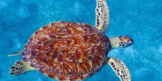 Image result for turtle