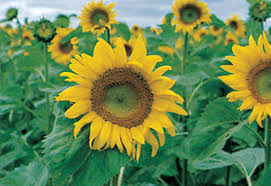 What affects the growth of sunflowers? Https Www Ag Ndsu Edu Publications Crops Stages Of Sunflower Development A1145 Pdf