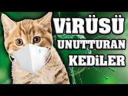 virusu unutturacak konusan kediler en komik kedi videolari youtube mini games animals comedy