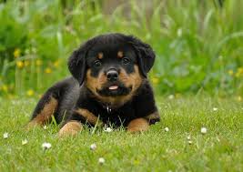 San diego pitbull for sale. Noor Rottweiler Meisje Van 8 Weken Rottweiler Puppies Animals