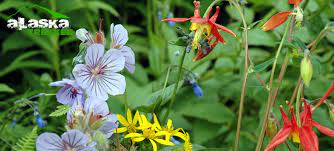 Flowers by june anchorage alaska. Alaska Flowers Flower In Alaska Pictures Photos Of Flowers