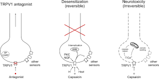 I love the old mysteries and it's hard to imagine solving a mystery without charlie chan. Frontiers The Mysteries Of Capsaicin Sensitive Afferents Physiology