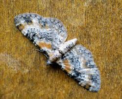 Image result for Eupithecia pulchellata