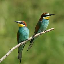 Bird Watching Is A Popular Activitiy In Northcyprus With 347 Species Of Bird Migrating Through North Cyprus It Makes For A Bird Bird Watching Bird Species