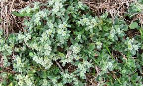 Image result for Cerastium afromontanum