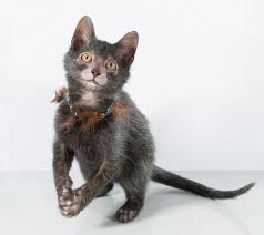 The cat owner must have placed him like that or the cat must have been lazy. Lykoi Werewolf Cat Traits And Pictures