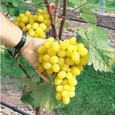 Tafeltrauben Aus Eigenem Anbau Weintrauben Pflanzen Weinreben Pflanzen Pflanzen