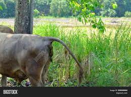 Brown Cow Anal Feces. Image & Photo (Free Trial) | Bigstock