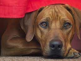 #mine #labrador #rhodesian ridgeback #ridgeback #old photo. Rhodesian Ridgeback Hunde Rassen Die Tier Welt Com