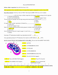 Cellular respiration is a process that all living things use to convert glucose into energy. Cellular Respiration Worksheet Answer Key Elegant Cellular Respiration Worksheet Cellular Respiration Photosynthesis And Cellular Respiration Biology Worksheet