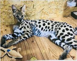 It requires a large, outdoor enclosure and an exotics vet. Pet Serval Cat On Loose After Escape From Central Japan Home The Mainichi