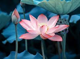 Blooming Lotus Flower Photographic Print Kenny001 Allposters Com In 2021 Lotus Flower Meaning Beautiful Flowers Photography Lotus Flower Painting