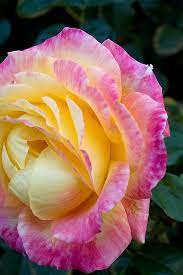 Rose Rose Garden Heather Farms Walnut Creek Ca Beautiful Rose Flowers Beautiful Roses Amazing Flowers