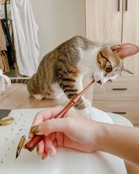 teresa chen on instagram 就在備課助理不幫忙就算ㄌ 在那邊一直亂 晚上要打針看你還能皮多久 nib nikko g nikkognib ink walnut ink walnu animals cats lettering