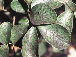 Why are my gardenia leaves turning yellow. Why Are My Gardenia S Leaves Turning Black Gardenia Plant Myrtle Tree Gardenia Bush