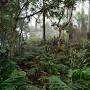 Kona Cloud Forest Sanctuary reviews from www.tripadvisor.com