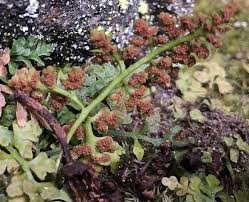 Image result for Asplenium simii