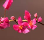 Image result for Oxygonum buchananii