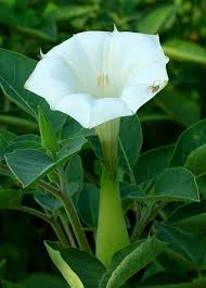 Maybe you would like to learn more about one of these? Popular Flowers Name In Telugu India Gardening