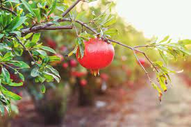 The ideal time to prune the shrub is winters, when there are no leaves present on the tree. Pomegranate Trees Best Varieties Growing Guide Care Problems And Harvest