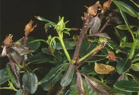 Denumirea tehnică a bolii fungice este anthracnoza. Sudden Oak Death Department Of Agriculture