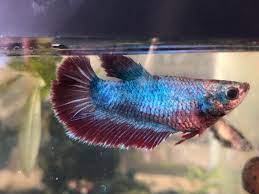 Suzi Fat Or Pregnant Bettafish