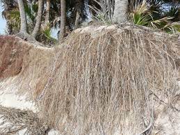 Palm Tree Saxophones David George Haskell