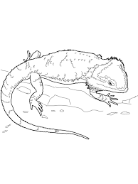 Bearded Dragon Coloring Pages Printable Shelter In 2020 Dragon Coloring Page Bearded Dragon Colors Coloring Pages