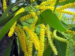Acacia Signifies Secret Love Floriography Essential Oil Plants Ornamental Plants Acacia