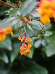 Image result for Berberis darwinii