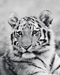 Black And White Baby Tiger Pictures Tiger Photography Baby Tiger Photo Tiger Photograph Baby Animal Picture Tiger Picture Wildlife Tiger Photography Tiger Pictures Wild Animals Photography