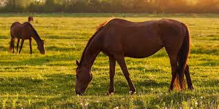 The horse capital of the world® in 2007, ocala/marion county was officially named the horse capital of the world®, a testament to the county's unique involvement in all things equestrian and its record of producing some of the finest champions in the sport. What Makes Ocala The Horse Capital Of The World