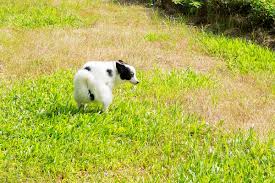 What is the best synthetic grass for dogs? How To Stop Dog Urine Killing The Grass Mark Chappell