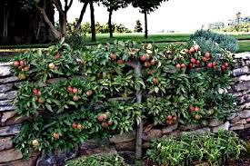 Fruit may see more sunburn because of the narrow canopy and limited shading. Espalier Designs