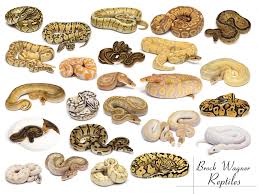 best 41 ball python wallpaper on hipwallpaper python