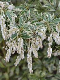 White flowers are sterile and produce no seed pods. Pieris Japonica White Rim Japanische Lavendelheide White Rim Variegata Gunstig Kaufen