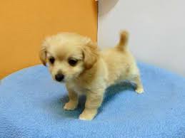 Maybe you would like to learn more about one of these? Chihuahua And Pomeranian Mix Puppies For Sale Petsidi