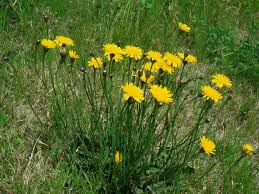 Image result for Hypochaeris radicata