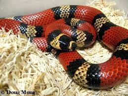 The Lampro Blog Honduran Milksnakes Herp Nation Media Zmeya