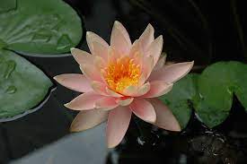 Hardy water lilies are available bare root, but container grown (8″ pot) lilies are offered in most varieties. Colorado Hardy Water Lily Nymphaea Colorado In Vancouver Victoria Burnaby Penticton Coquitlam British Columbia Bc At Gardenworks