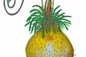 Image result for Trichoscypha silveirana