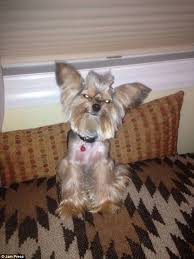 Long hair chihuahua lion haircut. Owners Share Photos Of Their Dogs Disaster Haircuts Express Digest