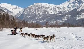 Check spelling or type a new query. Chiens De Traineaux Gite De Chauffarel Dans Le Champsaur
