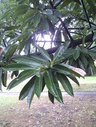 Image result for Pentadesma